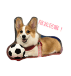 Bobo corgi（個別スタンプ：3）