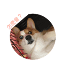 Bobo corgi（個別スタンプ：4）