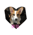 Bobo corgi（個別スタンプ：7）