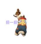 Bobo corgi（個別スタンプ：10）