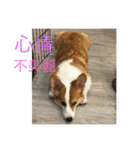 Bobo corgi（個別スタンプ：13）