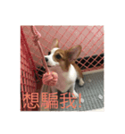 Bobo corgi（個別スタンプ：16）