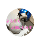 シャム猫 りんたろう（個別スタンプ：11）