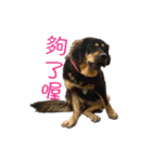 dog_Amy（個別スタンプ：1）