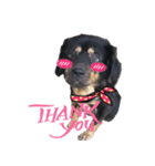 dog_Amy（個別スタンプ：8）