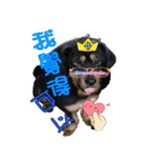 dog_Amy（個別スタンプ：12）