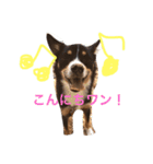 石垣犬モクレイア（個別スタンプ：2）