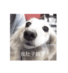 love my dog every（個別スタンプ：1）