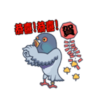 One Pigeon（個別スタンプ：8）