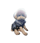 Poodle DoDo（個別スタンプ：8）