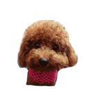 Poodle DoDo（個別スタンプ：12）