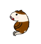 Guinea pigs'LIFE（個別スタンプ：2）