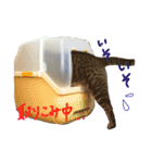 怒ってる？猫（個別スタンプ：13）