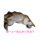 LaLa柴犬（個別スタンプ：7）