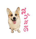 SUPER The Corgi (TH)（個別スタンプ：1）