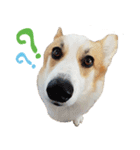 SUPER The Corgi (TH)（個別スタンプ：2）