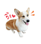 SUPER The Corgi (TH)（個別スタンプ：3）