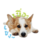 SUPER The Corgi (TH)（個別スタンプ：4）