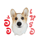 SUPER The Corgi (TH)（個別スタンプ：6）