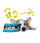 SUPER The Corgi (TH)（個別スタンプ：9）