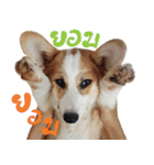 SUPER The Corgi (TH)（個別スタンプ：11）