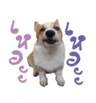 SUPER The Corgi (TH)（個別スタンプ：12）