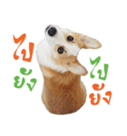 SUPER The Corgi (TH)（個別スタンプ：15）