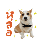 SUPER The Corgi (TH)（個別スタンプ：16）