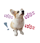 SUPER The Corgi (TH)（個別スタンプ：21）