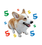 SUPER The Corgi (TH)（個別スタンプ：23）