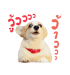 SUPER The Corgi (TH)（個別スタンプ：27）