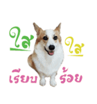 SUPER The Corgi (TH)（個別スタンプ：28）