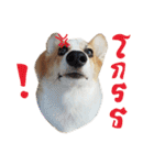 SUPER The Corgi (TH)（個別スタンプ：29）