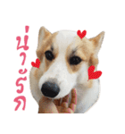 SUPER The Corgi (TH)（個別スタンプ：32）