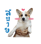 SUPER The Corgi (TH)（個別スタンプ：33）