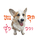 SUPER The Corgi (TH)（個別スタンプ：34）