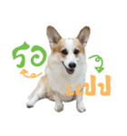 SUPER The Corgi (TH)（個別スタンプ：38）