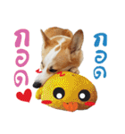 SUPER The Corgi (TH)（個別スタンプ：39）