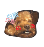 Bad dog Bibo（個別スタンプ：11）