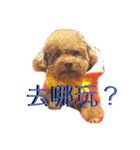 Bad dog Bibo（個別スタンプ：13）