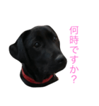 Labrador Retriever ky2（個別スタンプ：1）