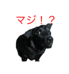 Labrador Retriever ky2（個別スタンプ：4）