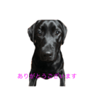 Labrador Retriever ky2（個別スタンプ：5）