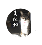 猫はともだち（個別スタンプ：7）