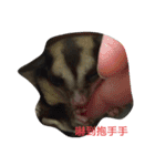 cute Sugarglider and Hamster（個別スタンプ：6）