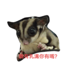 cute Sugarglider and Hamster（個別スタンプ：21）