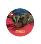 cute Sugarglider and Hamster（個別スタンプ：31）