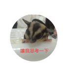 cute Sugarglider and Hamster（個別スタンプ：32）