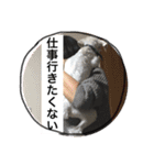 マカロンましゅ（個別スタンプ：13）