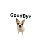 A Little Fat Chihuahua（個別スタンプ：6）